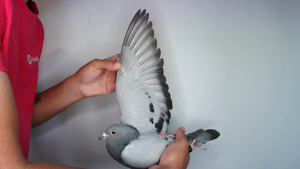 Pigeon image
