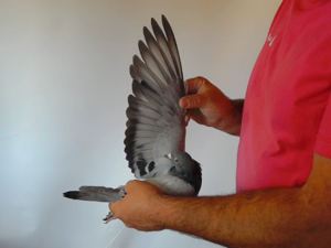 Pigeon image