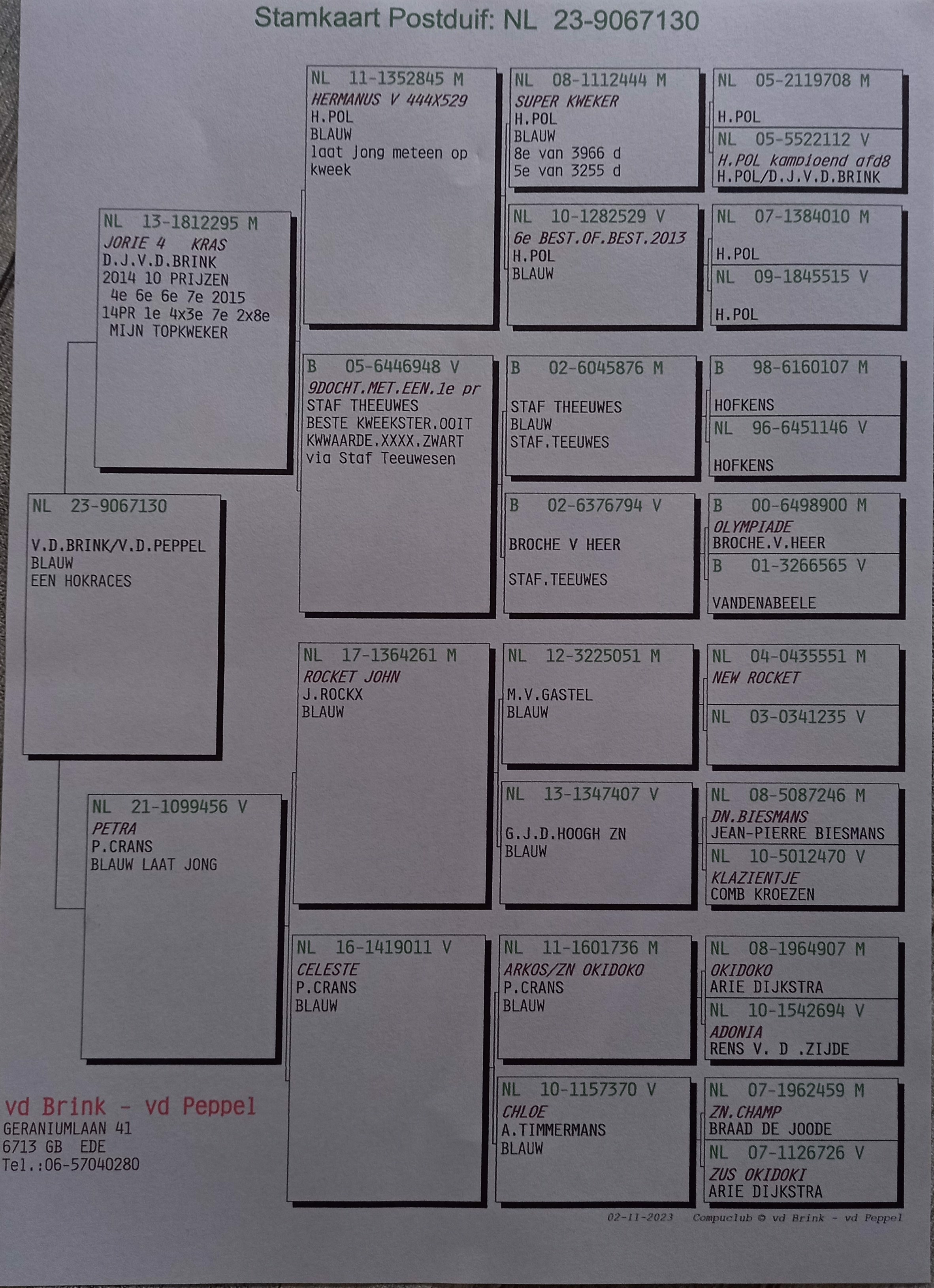 Pigeon pedigree image