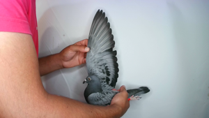Pigeon image