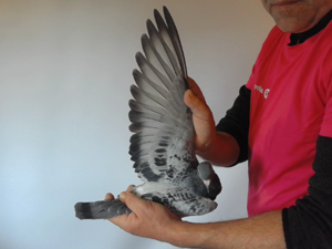 Pigeon image