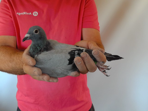 Pigeon image