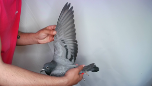 Pigeon image