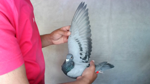 Pigeon image