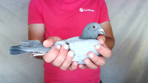 Pigeon image