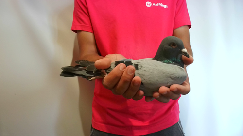 Pigeon image