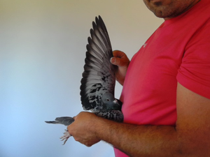 Pigeon image