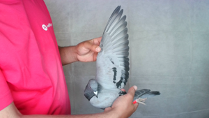 Pigeon image