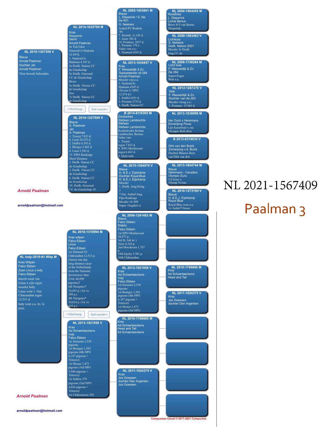 Pigeon pedigree image