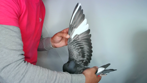 Pigeon image