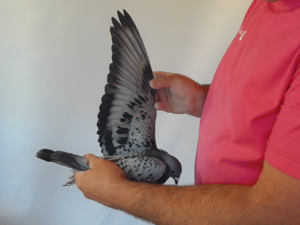 Pigeon image