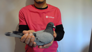 Pigeon image