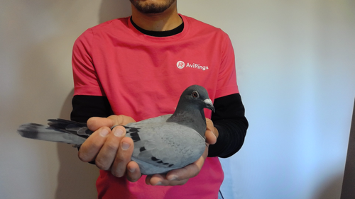 Pigeon image