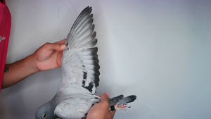 Pigeon image