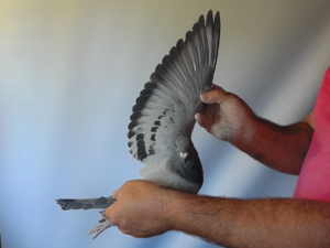 Pigeon image