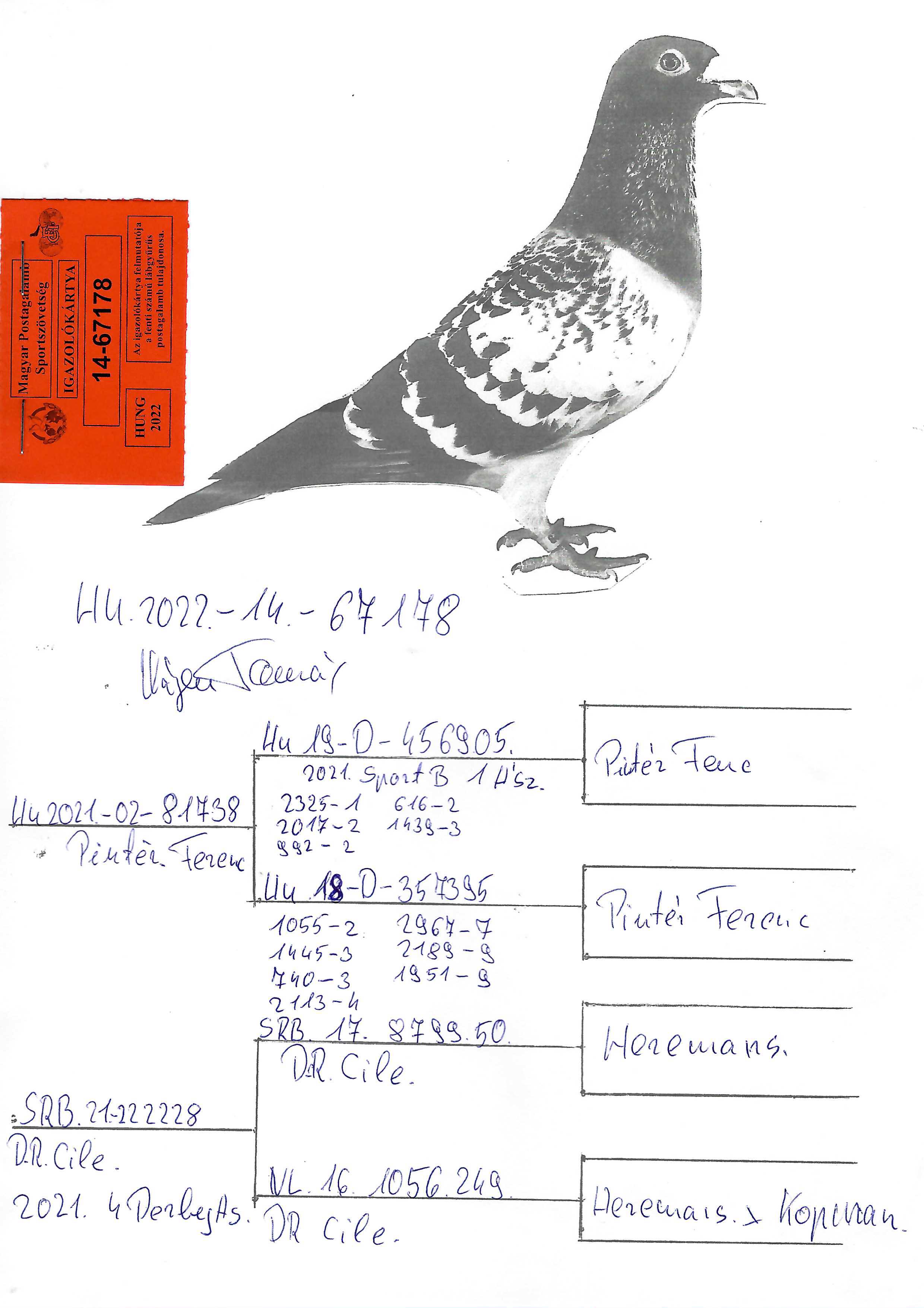 Pigeon pedigree image