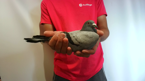 Pigeon image