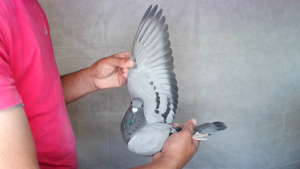 Pigeon image