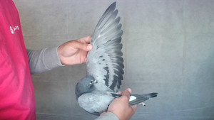 Pigeon image
