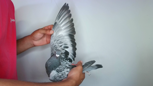 Pigeon image