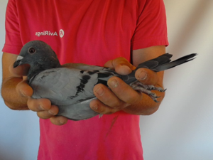 Pigeon image