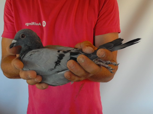 Pigeon image