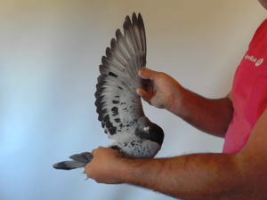 Pigeon image