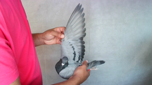Pigeon image