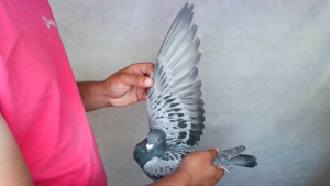Pigeon image
