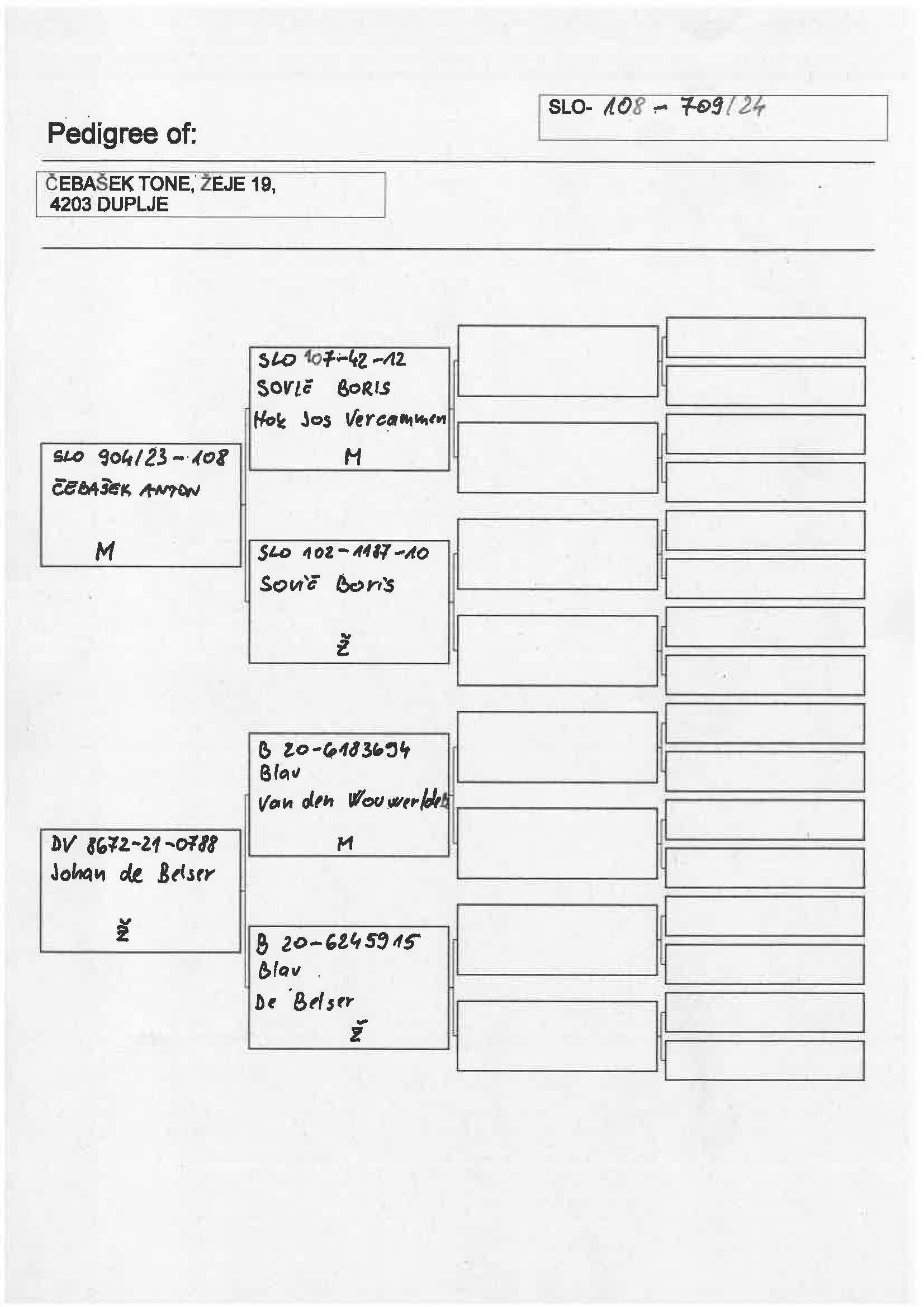 Pigeon pedigree image
