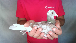 Pigeon image