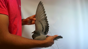 Pigeon image