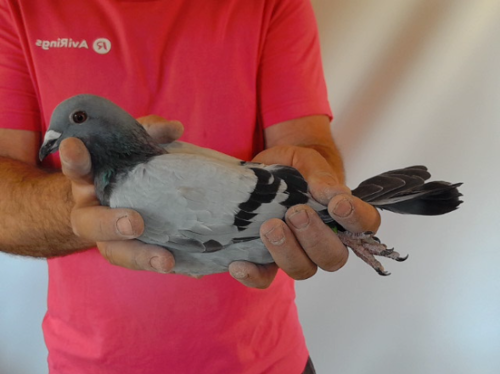 Pigeon image