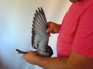 Pigeon image