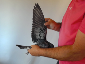 Pigeon image