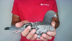 Pigeon image