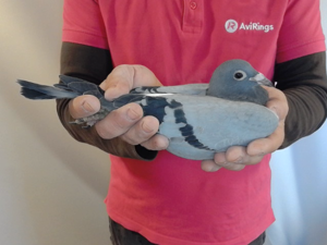 Pigeon image