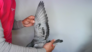 Pigeon image
