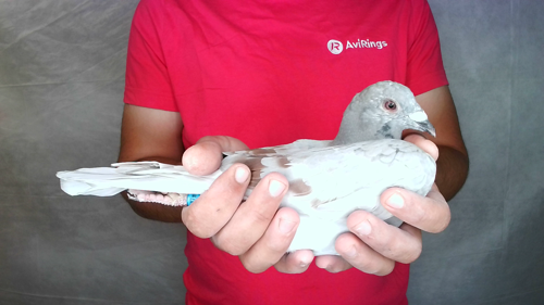 Pigeon image