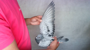 Pigeon image