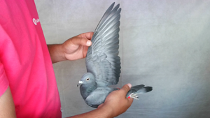 Pigeon image