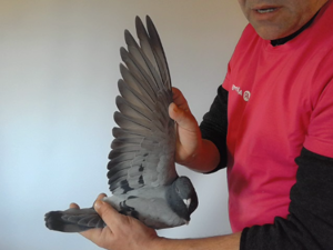 Pigeon image