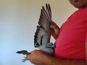 Pigeon image