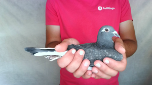 Pigeon image