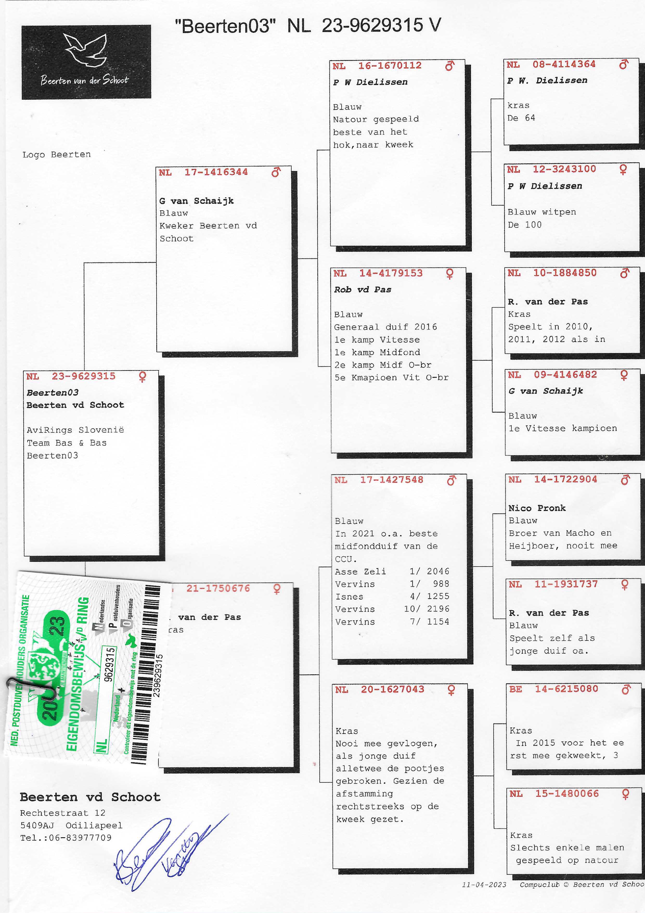Pigeon pedigree image