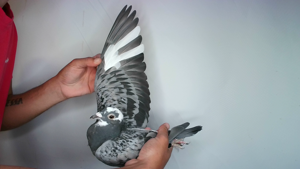 Pigeon image