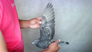 Pigeon image