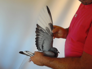 Pigeon image