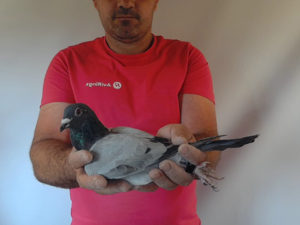 Pigeon image
