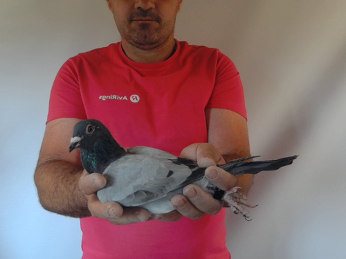 Pigeon image